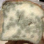 Mốc bánh mỳ giữ bí quyết vô hiệu hóa gen gây bệnh